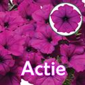 Afbeelding van Petunia P12 "Actie" Ew Violet